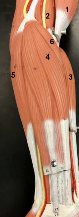 <p>Name number 6, location, and function. </p>