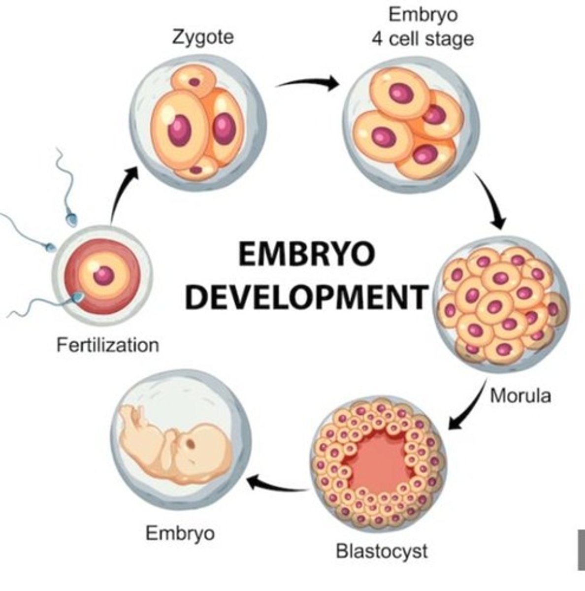 <p>The process by which the embryo forms and develops.</p>