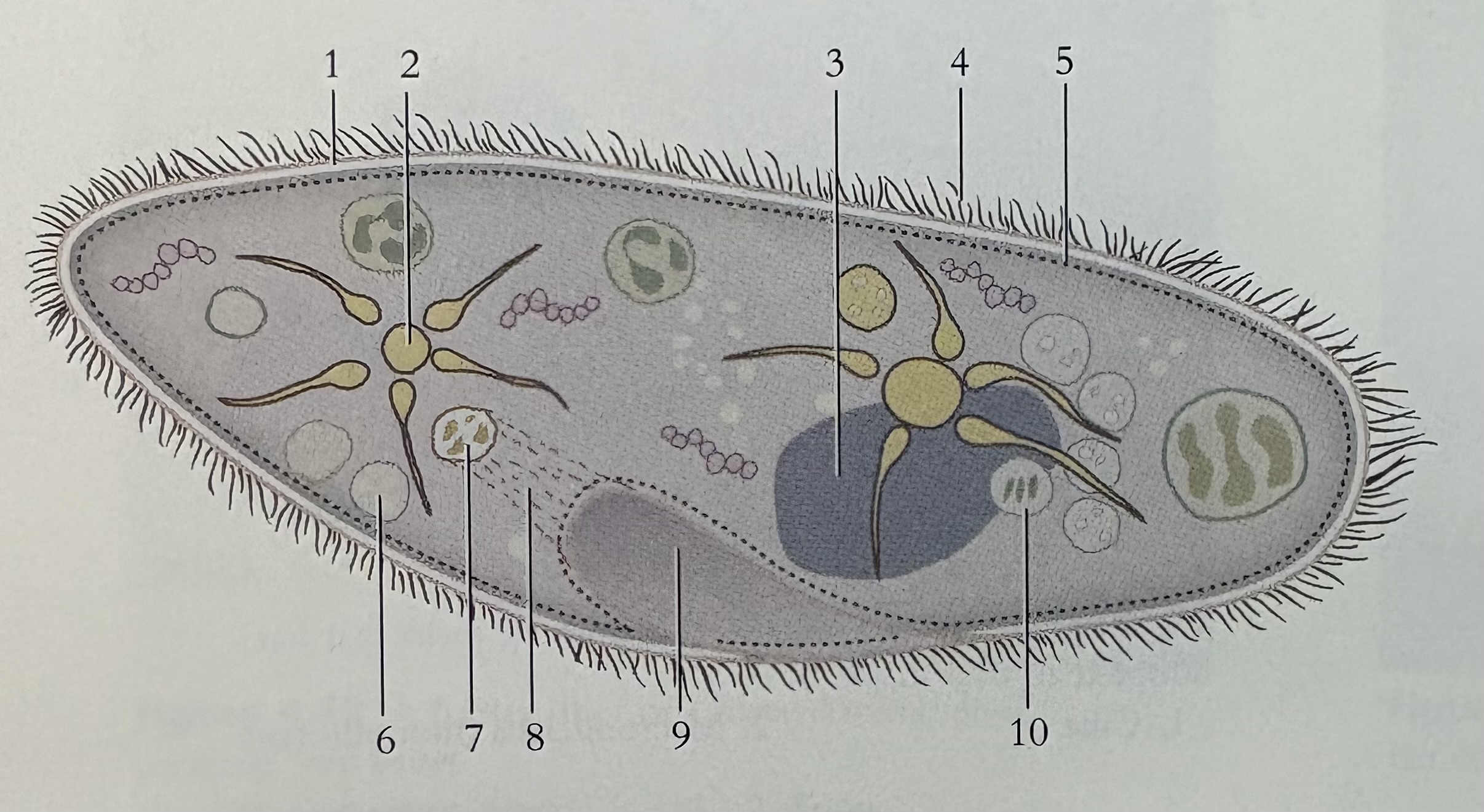 <p>What is the phylum and #9</p>