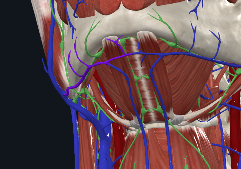 <p>What is highlighted in purple</p>