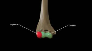 <p>It is a smooth “cap” that sits on the head of the radius</p>