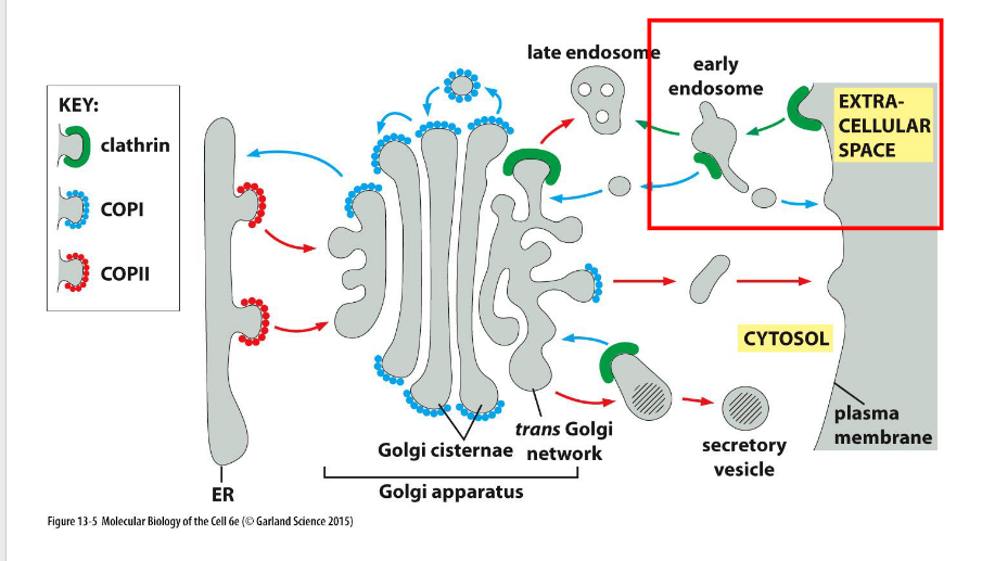 <p><span>Budding from the membrane into endocytic pathway</span></p>