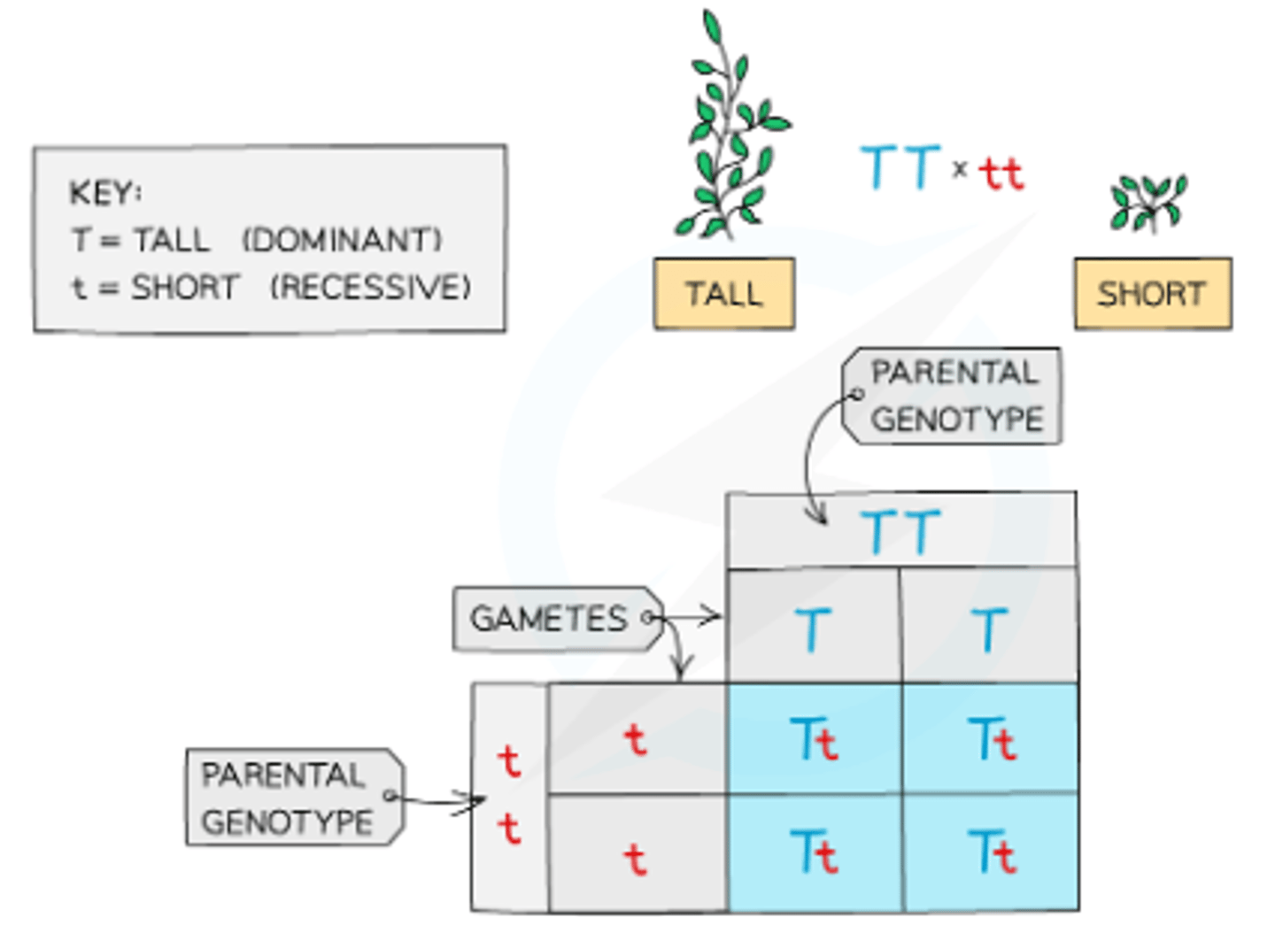 <p>- The parental genotypes are TT (homozygous dominant) and tt (homozygous recessive).</p><p>- The gametes from the tall parent all contain the T allele, and the gametes from the short parent all contain the t allele.</p><p>- All offspring will have the genotype Tt and will have the tall phenotype.</p>