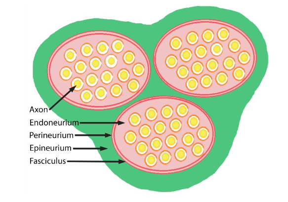 <ul><li><p>zenuwvezels in PZS:</p><ul><li><p>axon (of axonen, zo niet-gemyeliniseerd) met errond lineair geschikte Schwann-cellen met basale membraan (basale lamina)</p></li></ul><p>→ van elkaar gescheiden door endoneurium</p><ul><li><p>endoneurium:</p><ul><li><p>dun laagje bindweefsel</p></li><li><p>uit fijne collageenvezels (vooral longitudinaal lopend), zeldzame fibroblasten &amp; capillairtjes</p><ul><li><p>endotheelcellen die endoneurale capillairtjes aflijnen: verbonden met tight junctions &amp; spelen rol in blood-nerve barrier</p></li></ul></li><li><p>in hersenen &amp; ruggenmerg niet aanwezig</p></li></ul></li></ul></li><li><p>zenuwbundels/ fasciculi:</p><ul><li><p>groepering van zenuwvezels</p></li></ul><p>→ omgeven door perineurium</p><ul><li><p>opgebouwd uit concentrische lagen gespecialiseerde afgeplatte perineurale cellen</p><ul><li><p>perineurale cellen: met elkaar verbonden door tight junctions &amp; ook belangrijke rol in blood-nerve barrier</p></li></ul></li></ul></li><li><p>zenuw:</p><ul><li><p>meerdere zenuwbundels samen</p></li></ul><p>→ tussen &amp; rond zenuwbundels: epineurium</p><ul><li><p>bestaat uit bindweefsel met bloedvaten (vasa nervorum) &amp; vetweefsel</p></li></ul></li></ul><p>→ kleine zenuwtakjes: uit 1 zenuwbundel omgeven door perineurium</p><p>→ grote zenuwen: uit meerdere zenuwbundels</p><p></p>