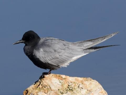 <p>Small; dusky black body (breeding), gray wings.</p>