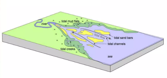 <p>Tide-dominated Estuary</p>