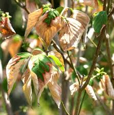 <ul><li><p>Is when plants do not receive enough moisture, leading to stress and decline in health. Symptoms include wilting, discoloration, and premature leaf drop.</p></li><li><p>Wilting, discoloration, and premature leaf drop</p></li><li><p>To fix the issue, ensure regular watering, check soil moisture levels, and adjust irrigation practices to meet the plants' needs.</p></li></ul><p></p>