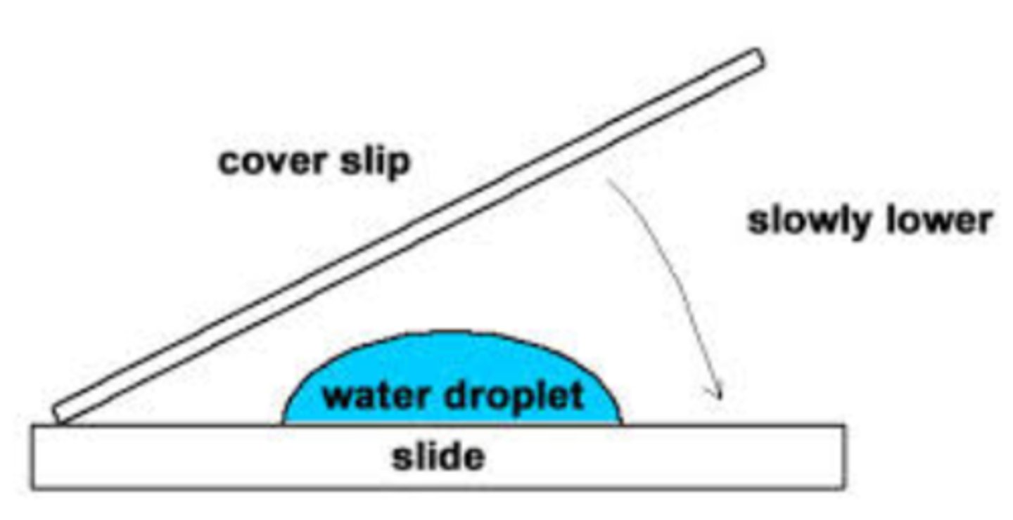<p>- Similar to dry mount but specimen is to be submerged in oil or water to prevent the tissue from drying out</p>