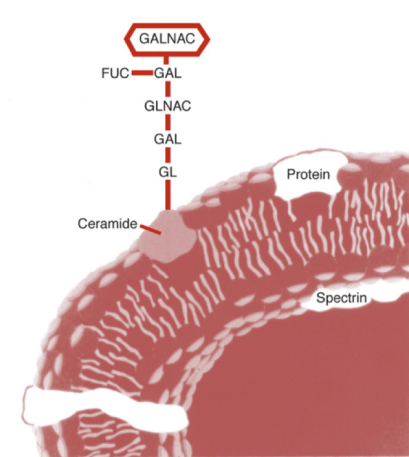 <p>What blood type does this image represent?</p>