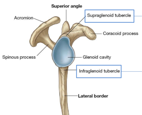<p>supraglenoid tubercle</p>