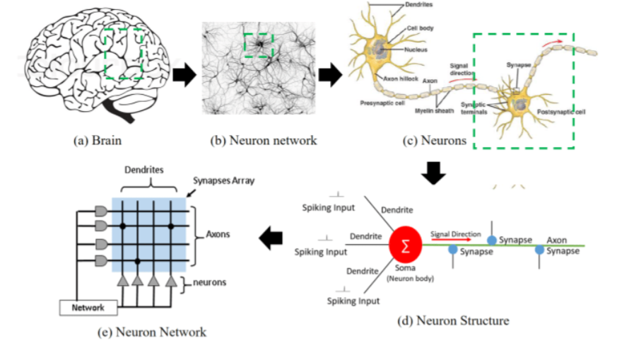 <p>Brain → Neuron network → neurons → neuron structure → neuron network</p>