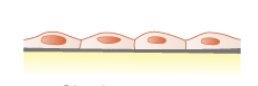 <p>What is the cell shape and where is it typically found? </p>