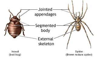 <p>3 phyla that exhibit segmentation: annelids (earth worms), arthropods (insects, arachnids, crustaceans), and chordates (animals with a nerve cord)</p>