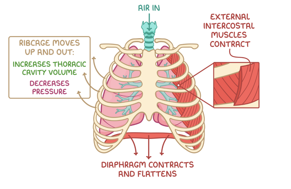 <p>Inspiration is an active process requiring energy for muscle contraction</p><p><strong>During inspiration:</strong></p><ol><li><p><strong>The external intercostal muscles contract while the internal intercostal muscles relax, moving the ribcage up and out.</strong></p></li><li><p><strong>The volume of the thoracic cavity increases.</strong></p></li><li><p><strong>The diaphragm contracts and flattens, further increasing the volume of the thoracic cavity.</strong></p></li><li><p><strong>The lung pressure decreases below atmospheric pressure.</strong></p></li><li><p><strong>Air flows into the lungs down the pressure gradient.</strong></p></li></ol><p></p>