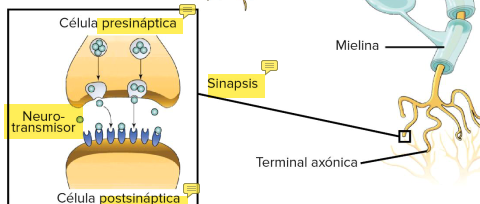 <p><u>Sinapsis</u>: conexiones entre neuronas.</p><ul><li><p>Célula <strong><mark data-color="yellow" style="background-color: yellow; color: inherit">presináptica</mark></strong>: Tiene vesículas con neurotransmisores</p></li><li><p><strong>Neurotransmisores</strong>: sustancias que transmiten señales entre neuronas. </p></li><li><p>Células <strong><mark data-color="yellow" style="background-color: yellow; color: inherit">postsinápticas</mark></strong>: Tiene los receptores de neurotransmisores</p></li></ul><p></p>