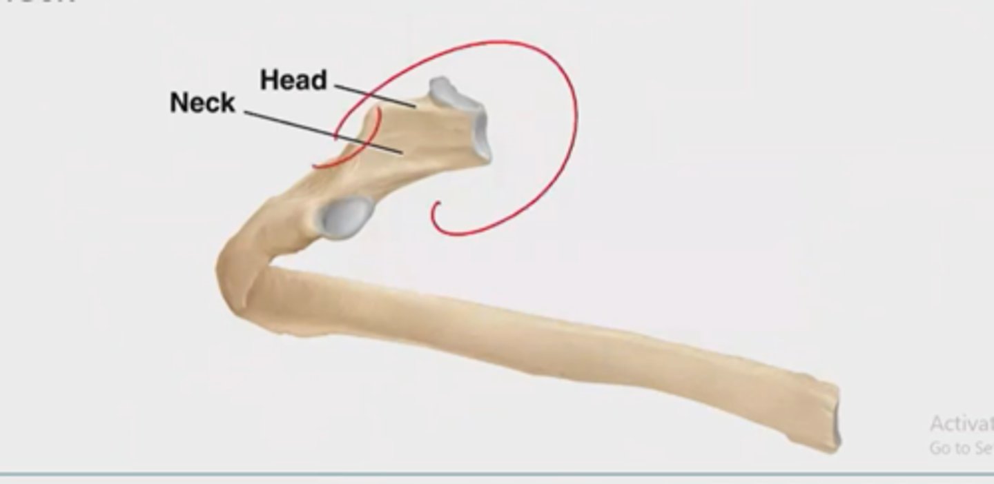 <p>ends of a bone that forms part of a joint</p>