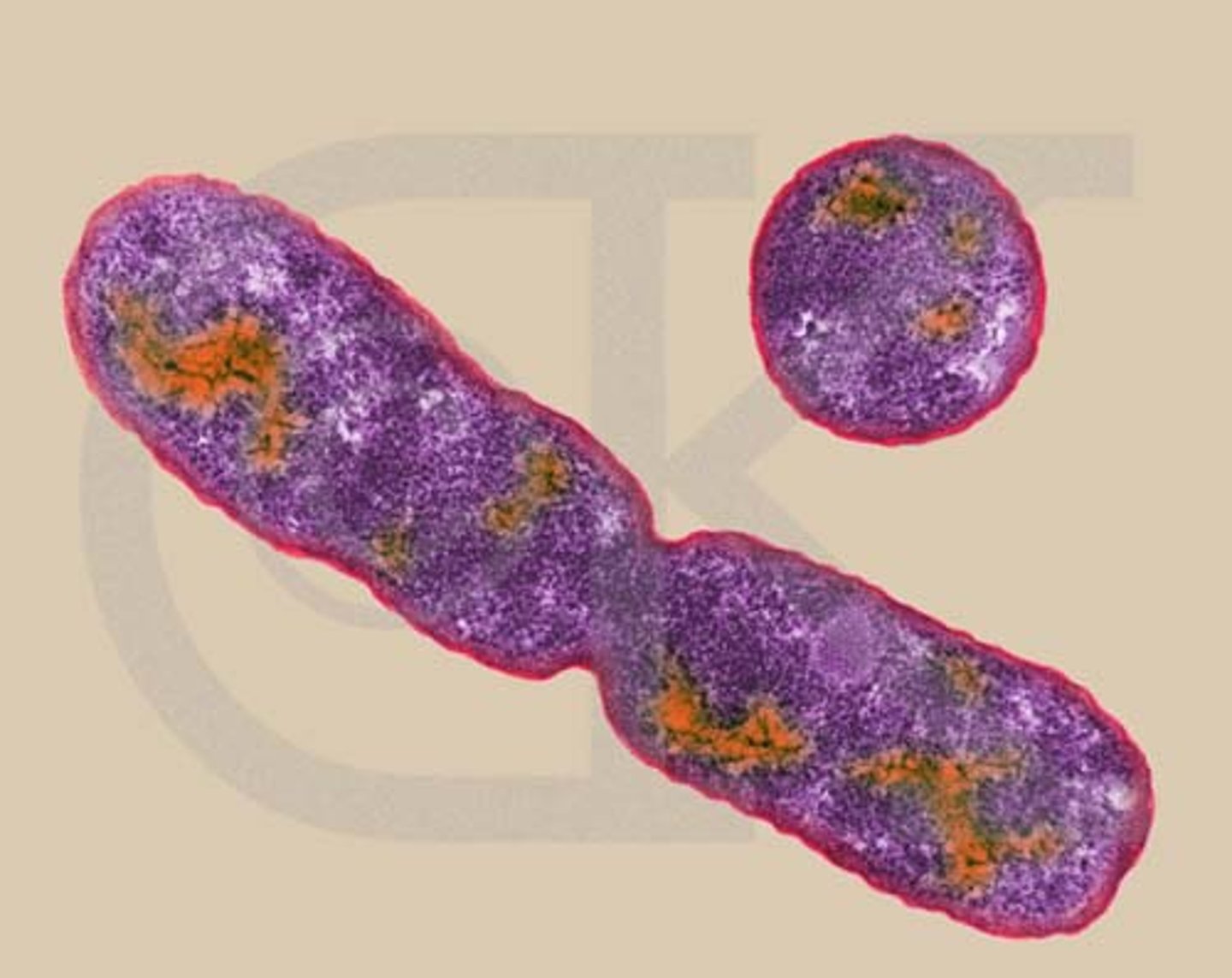 <p>A form of asexual reproduction in single-celled organisms by which one cell divides into two cells of the same size</p>