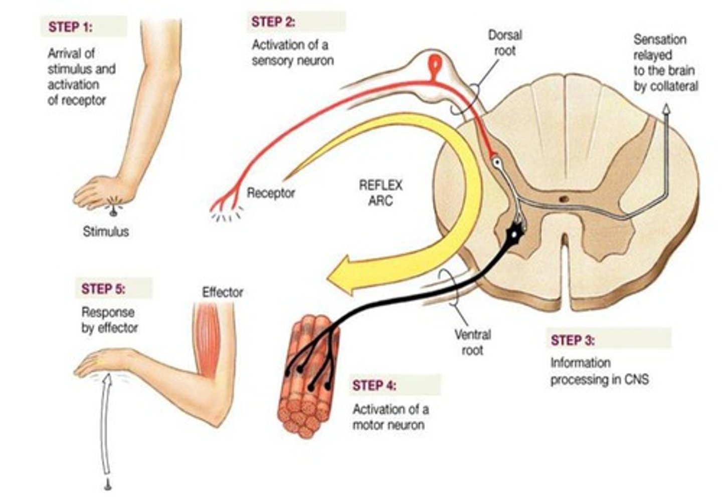 <p>Receptor --&gt; Sensory Neuron --&gt; Inter Neuron in Spinal chord--&gt; Motor Neuron --&gt; Effector --&gt; Response</p>