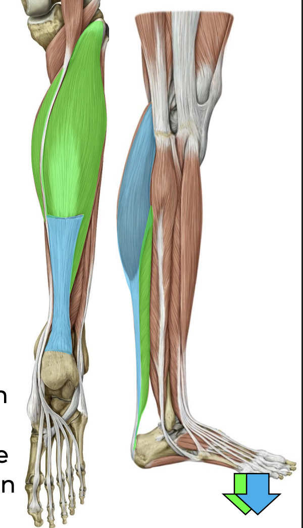 <p>Superficial posterior leg — Soleus (green)&nbsp;</p>