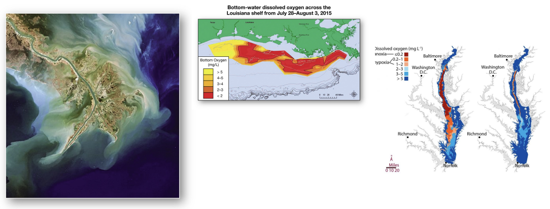 <p>what are some <strong>examples of dead zones on the eastern U.S. coast?</strong></p>