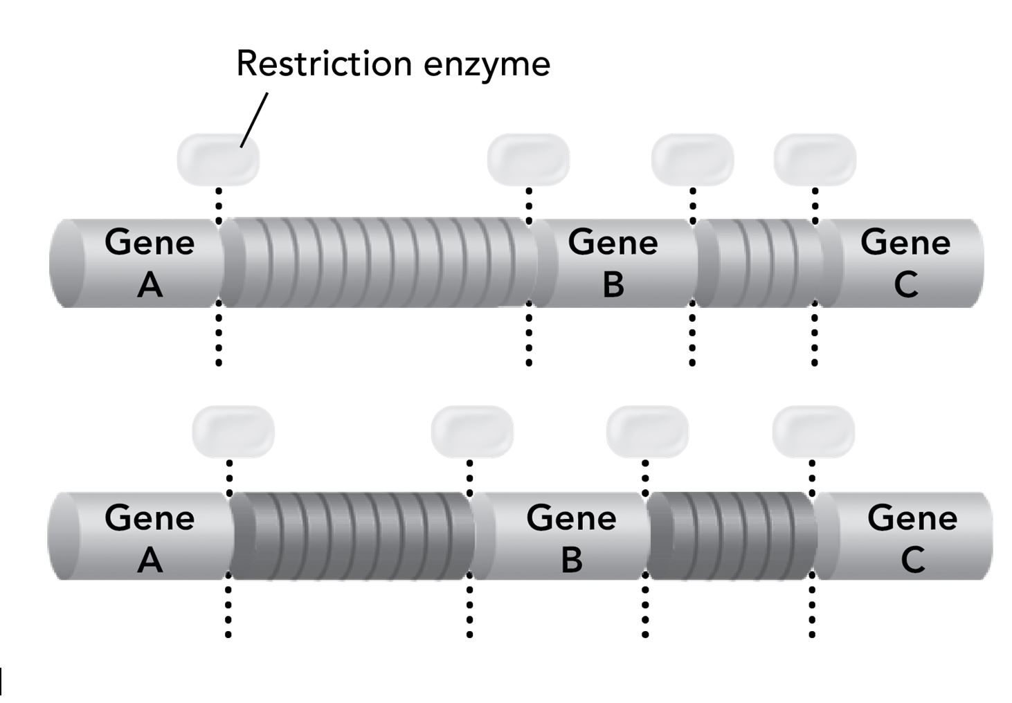 <p>Two individuals each donated a DNA sample for DNA fingerprinting. The diagram shows the same section of the same chromosome from each sample.</p><p>In the process of DNA fingerprinting, restriction enzymes were used to cut the DNA into fragments. Each fragment contains either a gene or a section of noncoding repeated sequences between two genes. Then gel electrophoresis was used to separate the fragments.</p><p></p><p>Suppose the techniques of DNA fingerprinting were applied only to the sections of the chromosomes shown in the diagram. Would the techniques be useful for distinguishing the two samples? Why or why not?</p><p>Responses</p><ul><li><p>Yes, because the techniques identify the locations of genes on chromosomes.</p><p></p></li><li><p>Yes, because the techniques separate DNA fragments by size.</p><p></p></li><li><p>No, because the three genes have identical nucleotide sequences.</p><p></p></li><li><p>No, because each chromosome contains the same three genes.</p><p></p></li></ul>