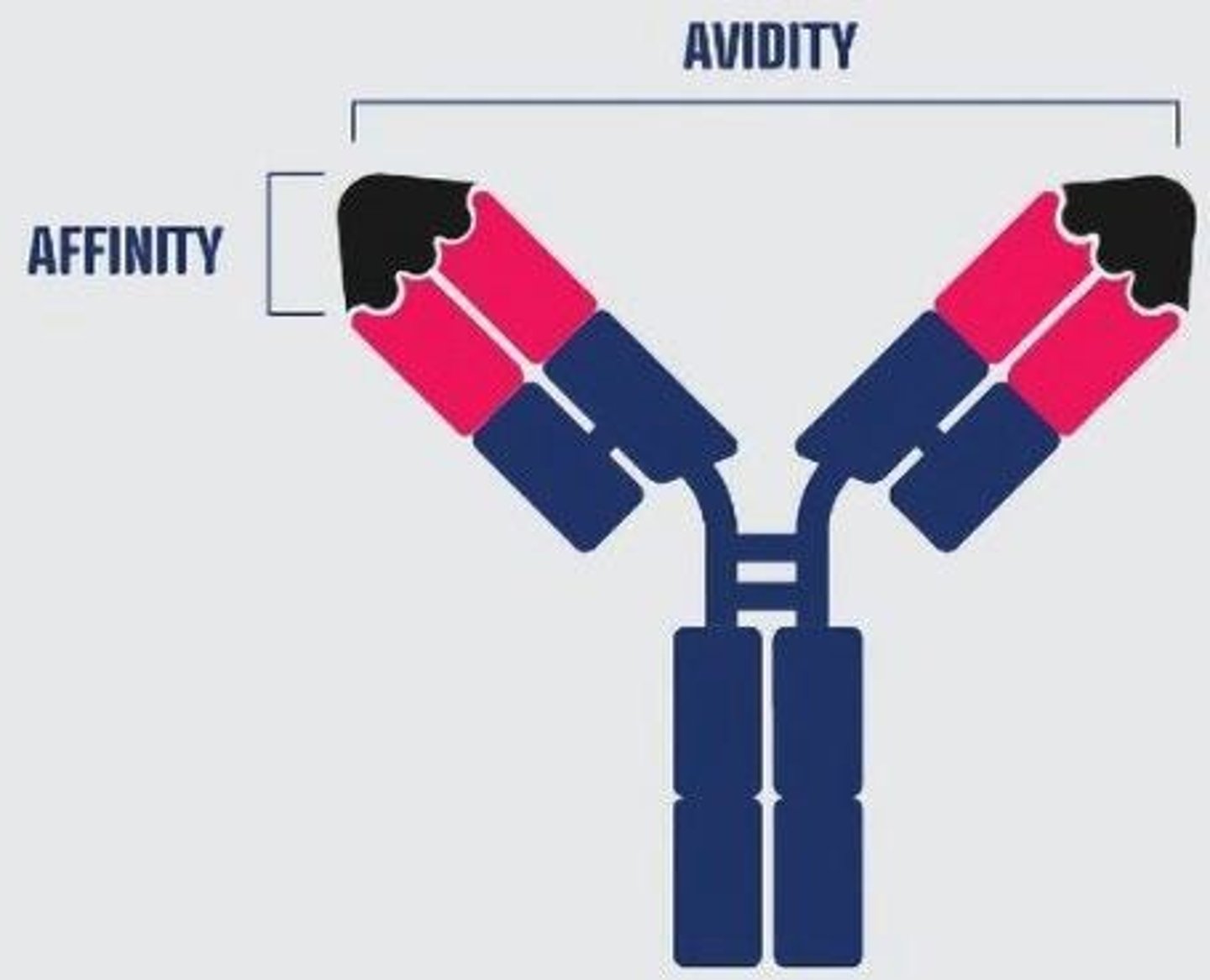 <p>Affinity refers to the strength of binding at a single antigen-binding site, while avidity refers to the total binding strength of a molecule with multiple binding sites.</p>