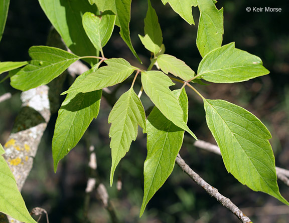 <p>Acer negundo</p>
