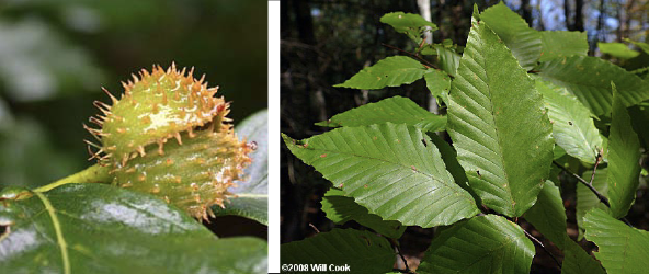 <p>Family<br>Genus<br>Species<br>Common Name</p>