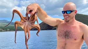 <p>octopus</p>