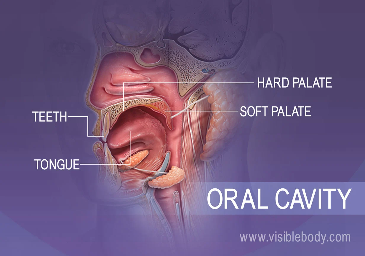 <p>The space within the mouth that contains the tongue, gums, and teeth, playing a vital role in digestion and speech. </p>