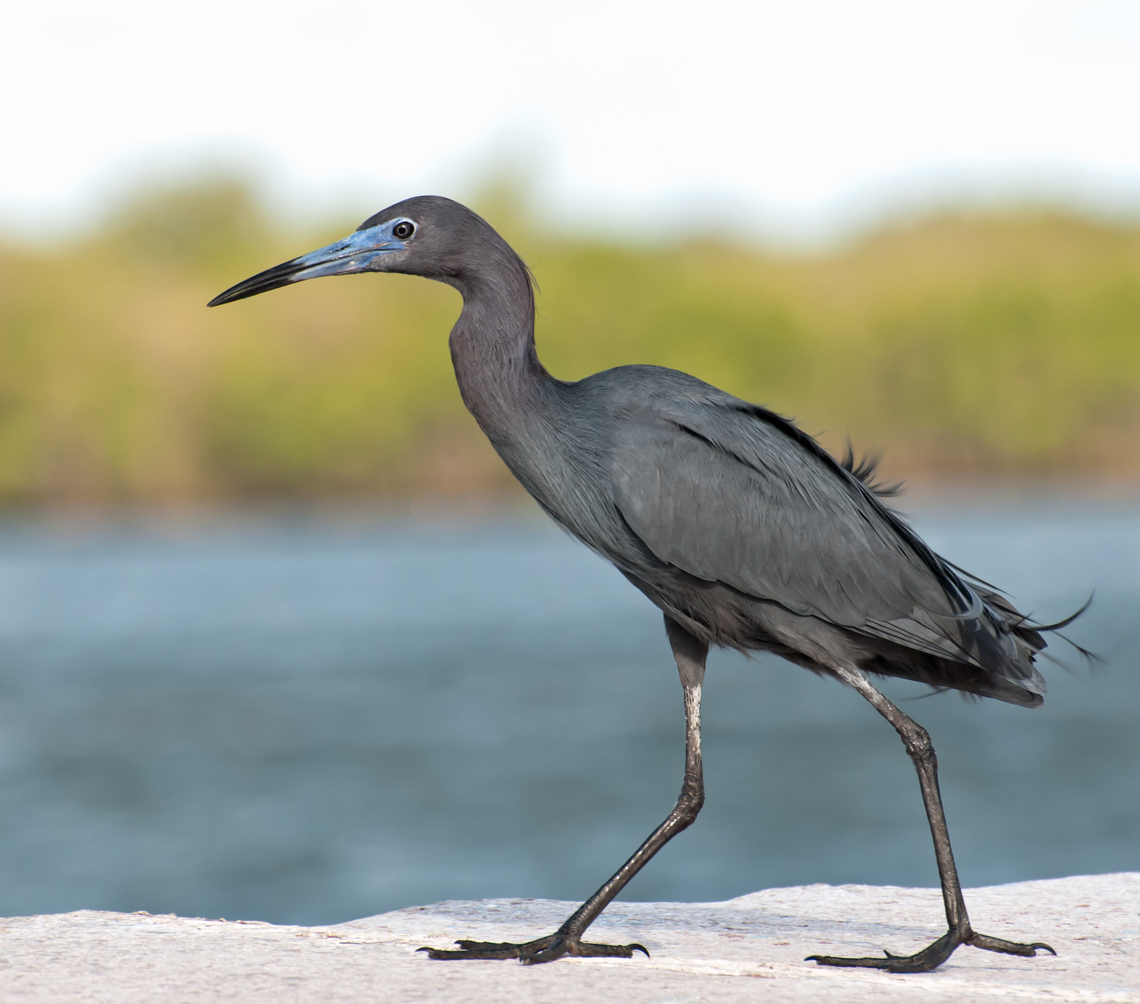 <p>juveniles are white, neck is purple during breeding season</p>