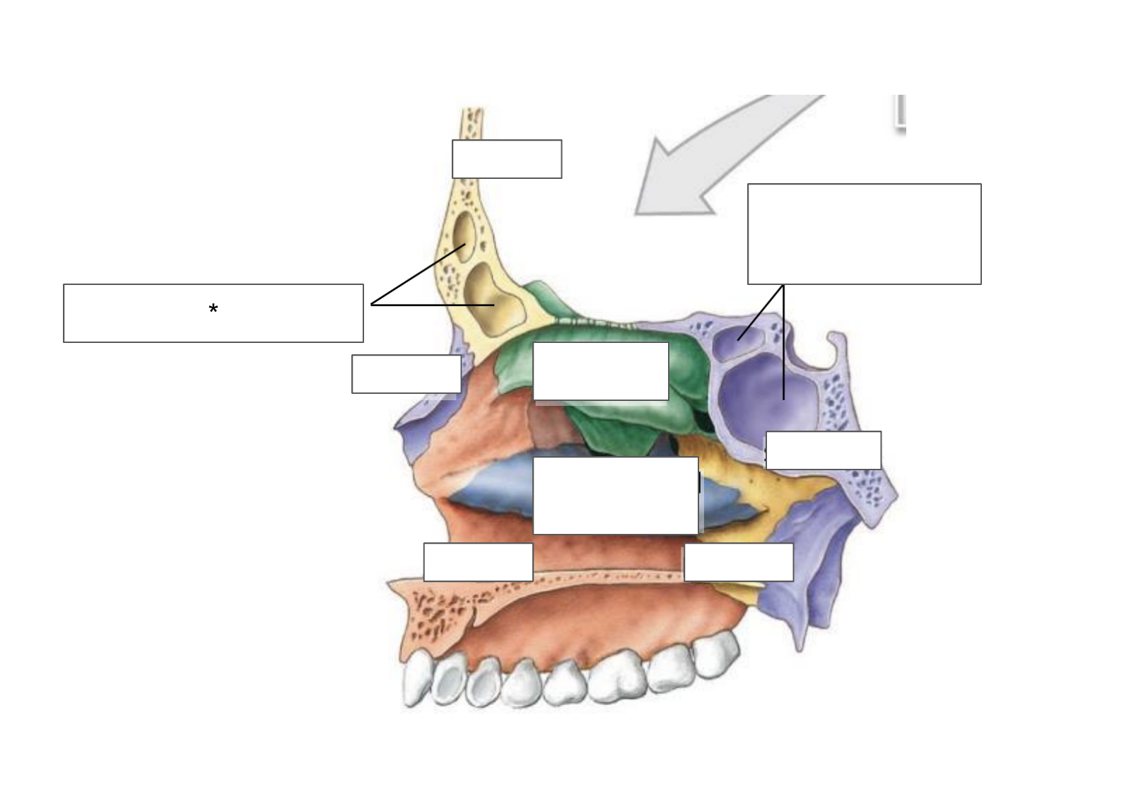term image