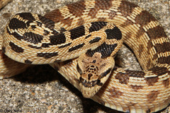 <p>Most commonly seen snake in Utah • Over 120cm • Variable color but always with dark squares dorsally • &quot;Blowsnake&quot; to local Utahns • Vociferous defense prior to fleeing or striking • Rattlesnake mimic</p>