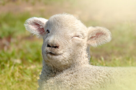 <p>Sheep </p>