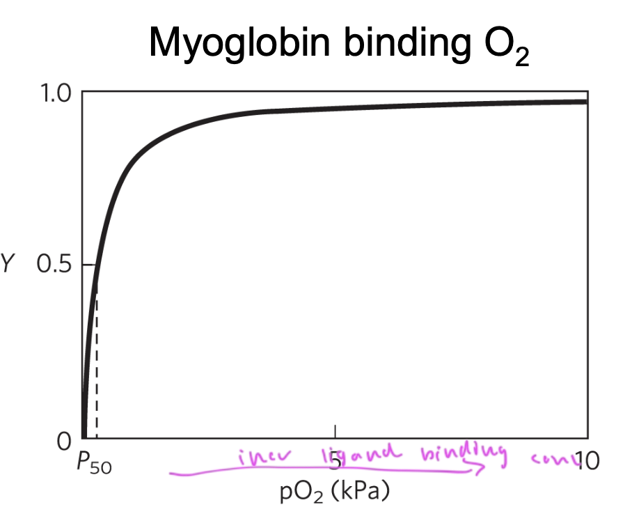 <p>in the tissues</p><ul><li><p>pO2 in lungs is 13kPa and is 4 pKa in tissues</p></li><li><p>so really, Mb is not a good deliverer of oxygen in the body since it has such a high affinity for the oxygen and won’t release it very easily</p></li></ul><p></p>