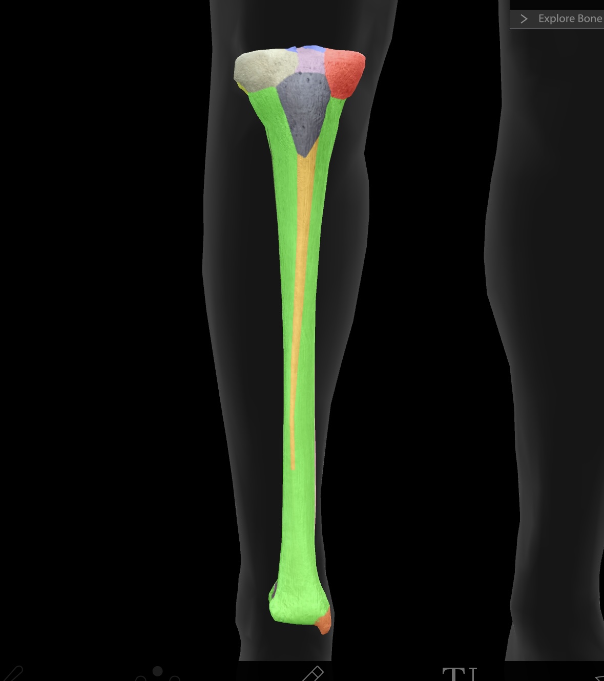 <p>The tibia is the larger and stronger of the two bones in the lower leg, commonly known as the shinbone, and it supports most of the body's weight. </p>