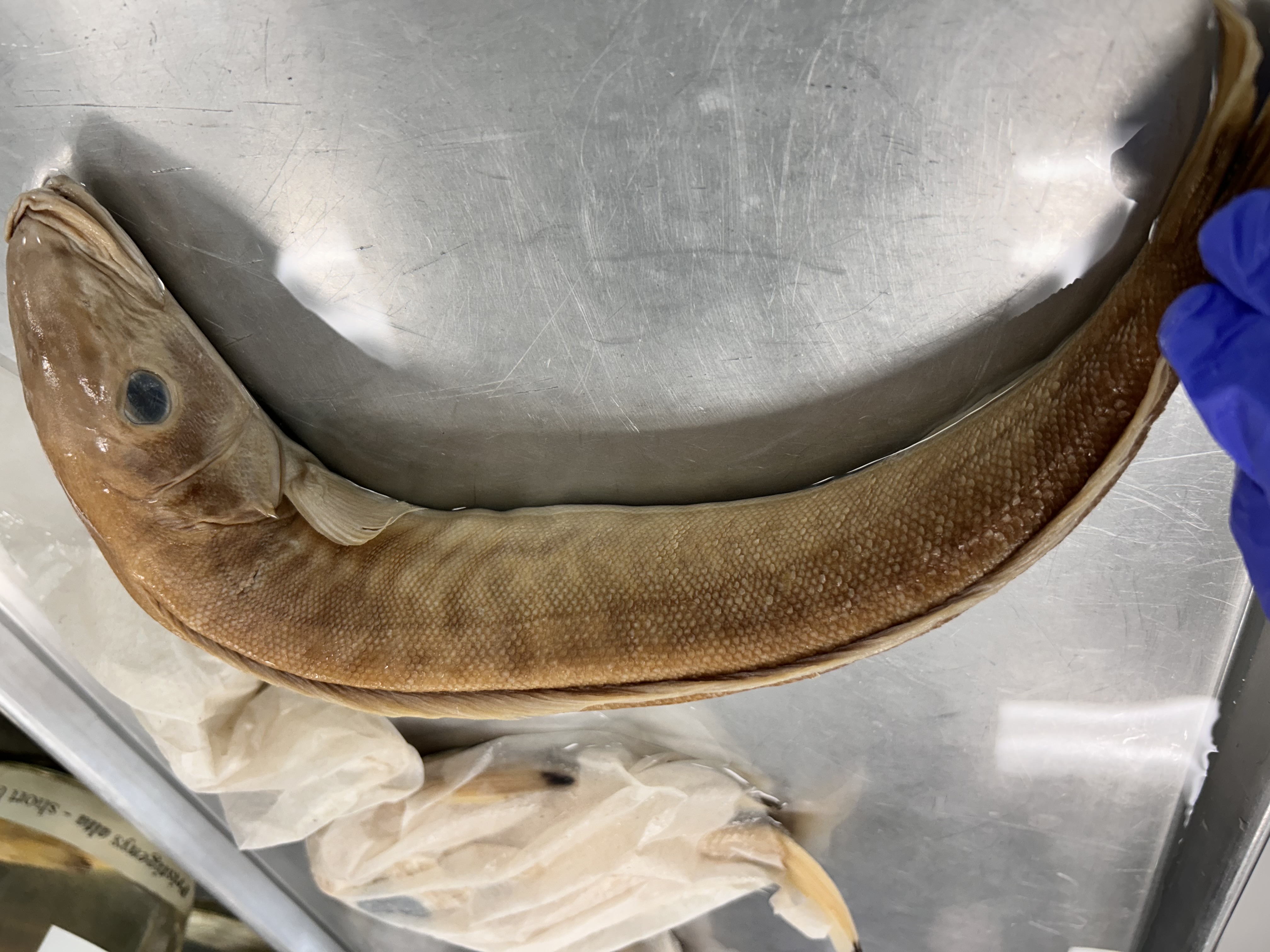 <p>sand tilefish</p>