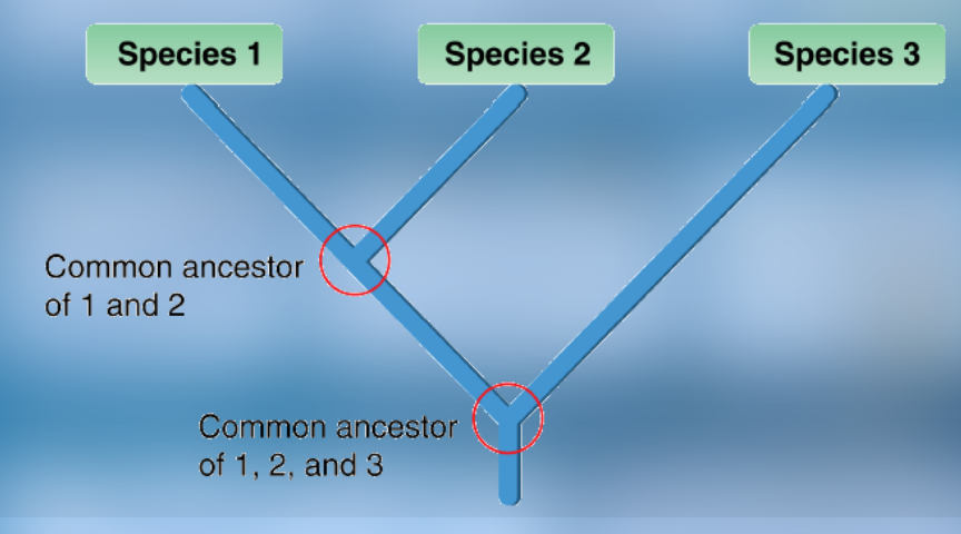 <p>aka MRCA</p><p>most recent individual from which all organisms in a phylogeny are (supposedly) descended from</p><p>the root of a phylogeny, if rooted (the farthest back node)</p><p>e.g. in the picture, the lower circle</p>