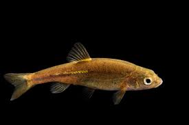 <p><span>Primarily found in the Rio de la Concepcion drainages in Sonora, Mexico, and Arizona. Scattered records have been reported in the Rios Altar and Magdalena areas also</span></p>