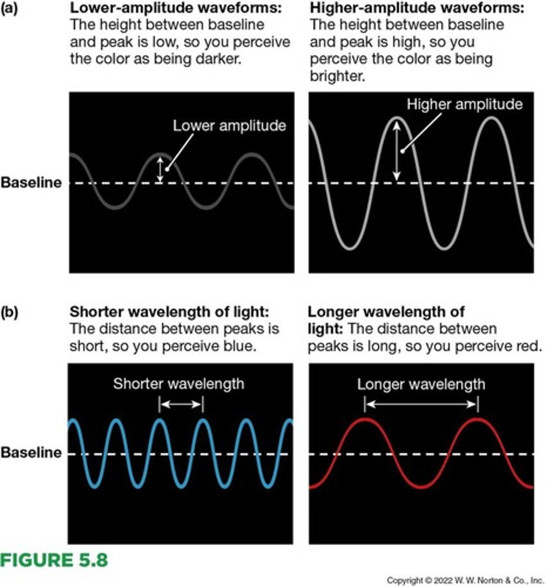 <p>The distance from peak to peak of a light wave, determining the perception of hue.</p>