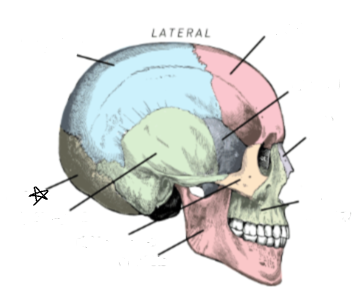 <p>what skull bone is the star pointing to </p>