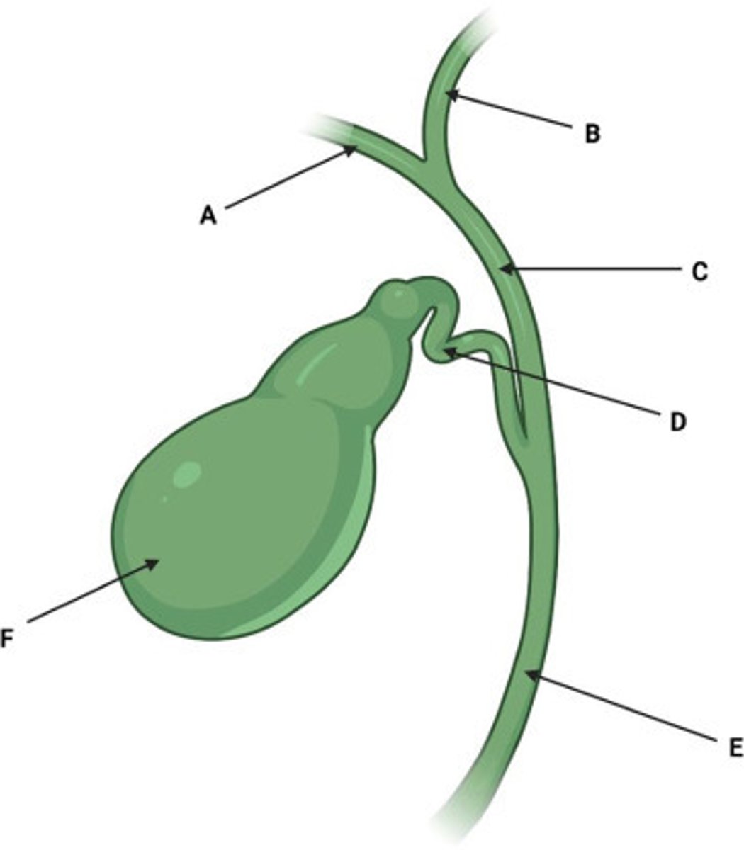 <p>(D) Duct leading from the gallbladder to the common bile duct; carries bile</p>