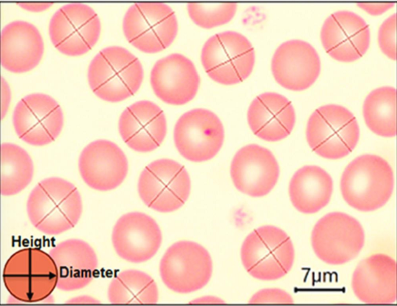 <p>What kind of cells are these?&nbsp;</p>