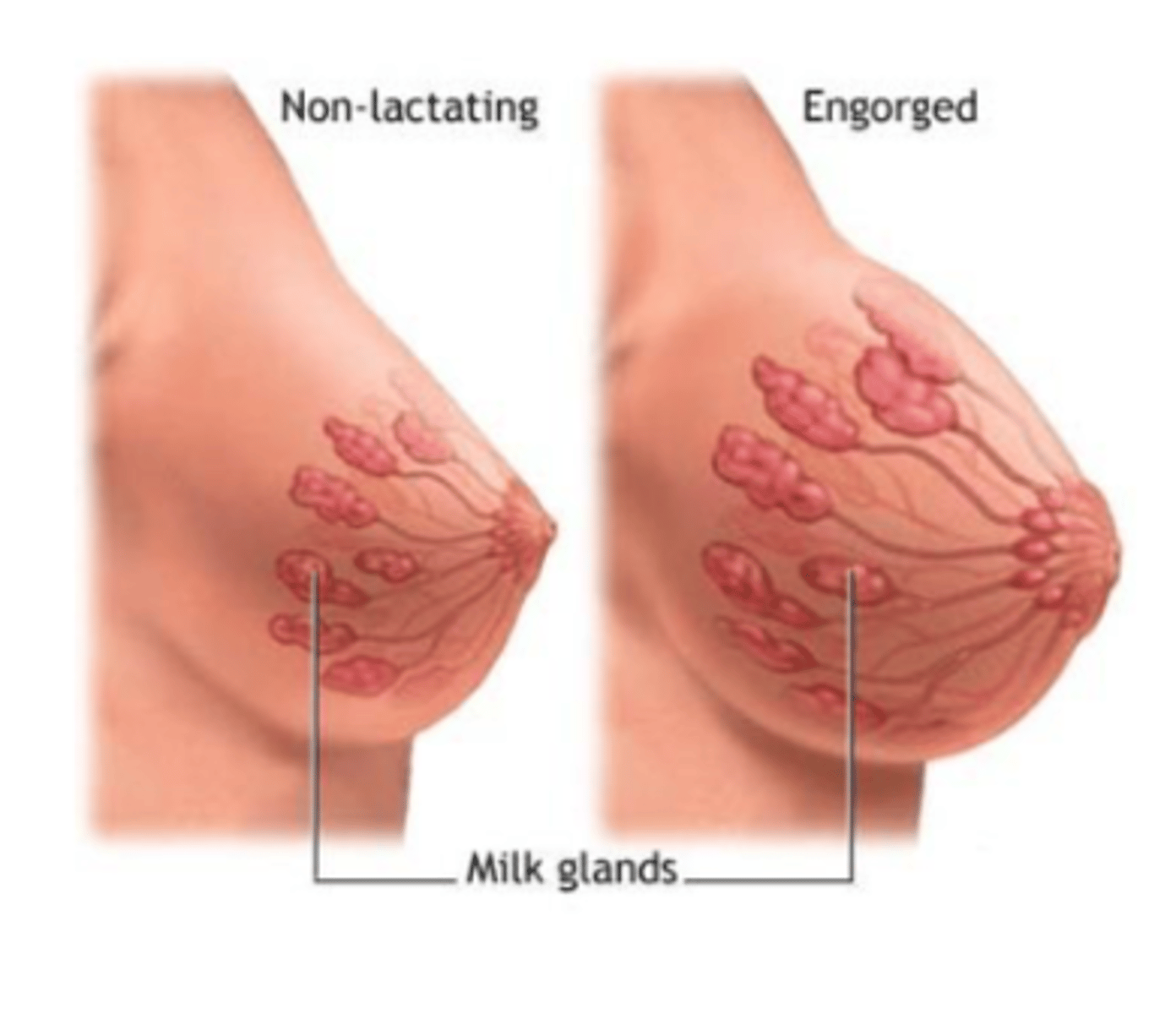 <p>stimulates milk production, TT is mammary glands</p>