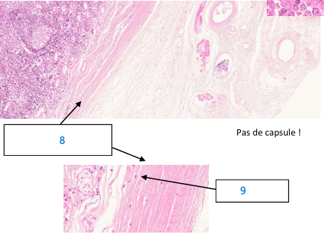 <p>9 amygdales palatines</p>