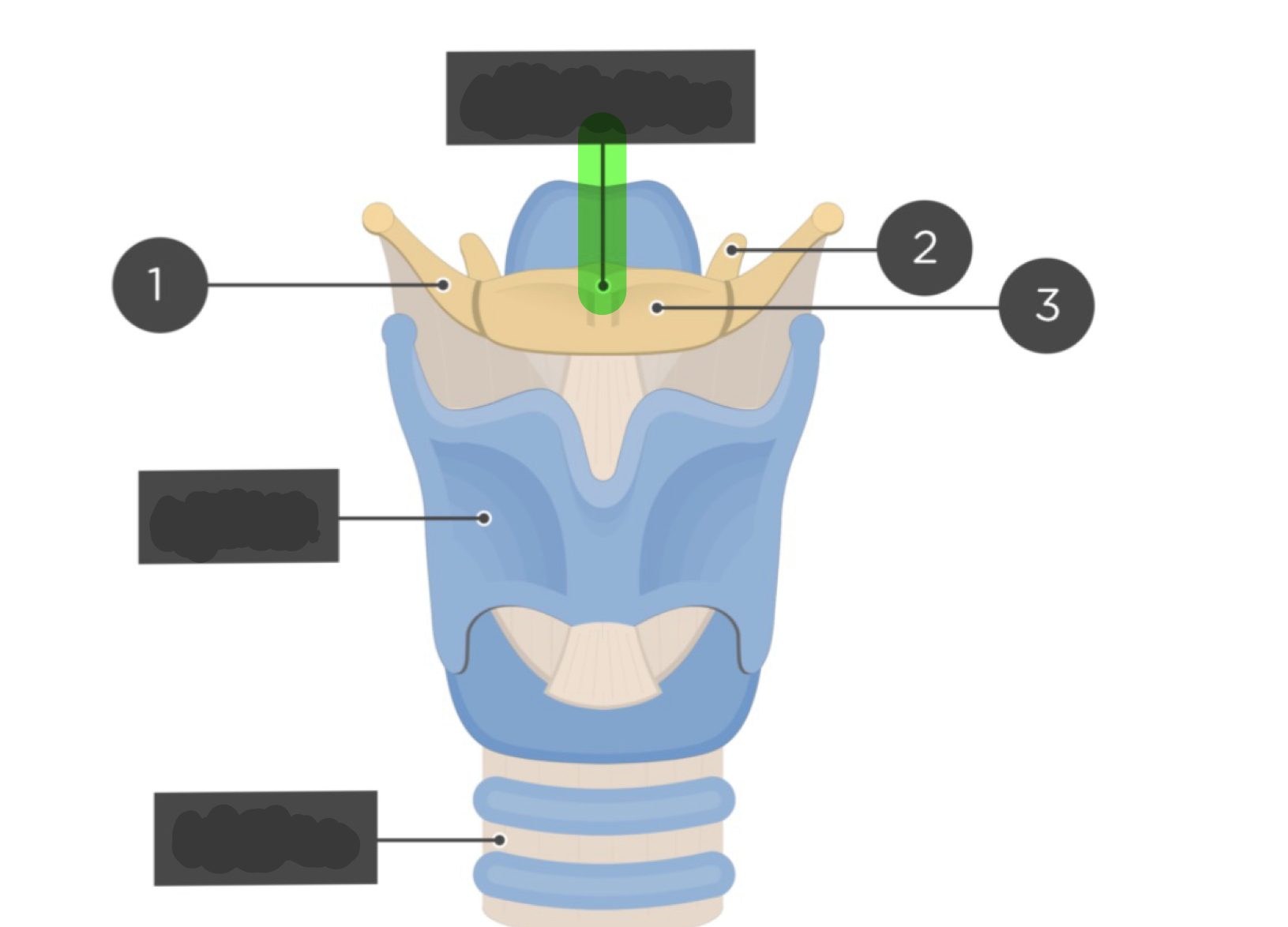 <p>Does not articulate with any other bone in the bone</p>