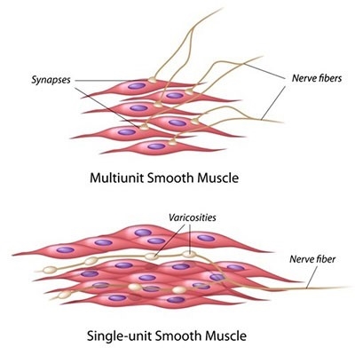 <p>smooth muscle</p>