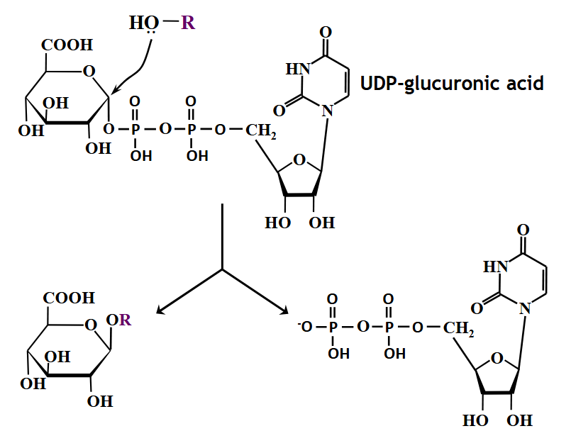 <p>aglycone + UDPGA → glucuronide + UDP</p><ul><li><p>glucuronic acid = main sugar used to prevent accumulation of waste products of metabolism and fat soluble chemicals from the environment&nbsp;</p></li><li><p>UDPGT&nbsp;</p></li></ul><p></p>