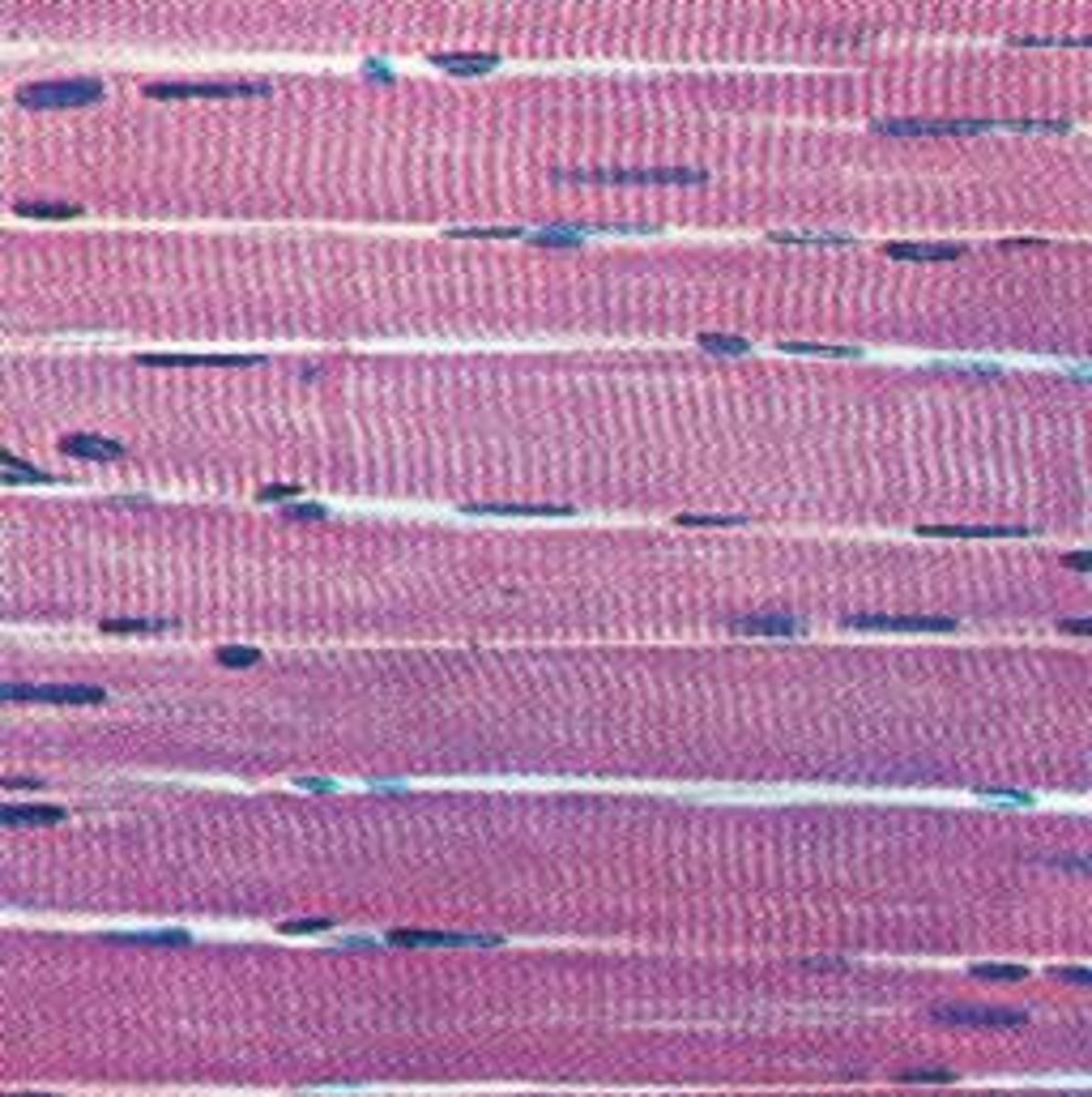 <p>These cells are made up of fibres and can be much larger than normal animal cells, with lengths up to 300mm; they can also be multi-nucleated. Combine to make muscle tissue.</p>