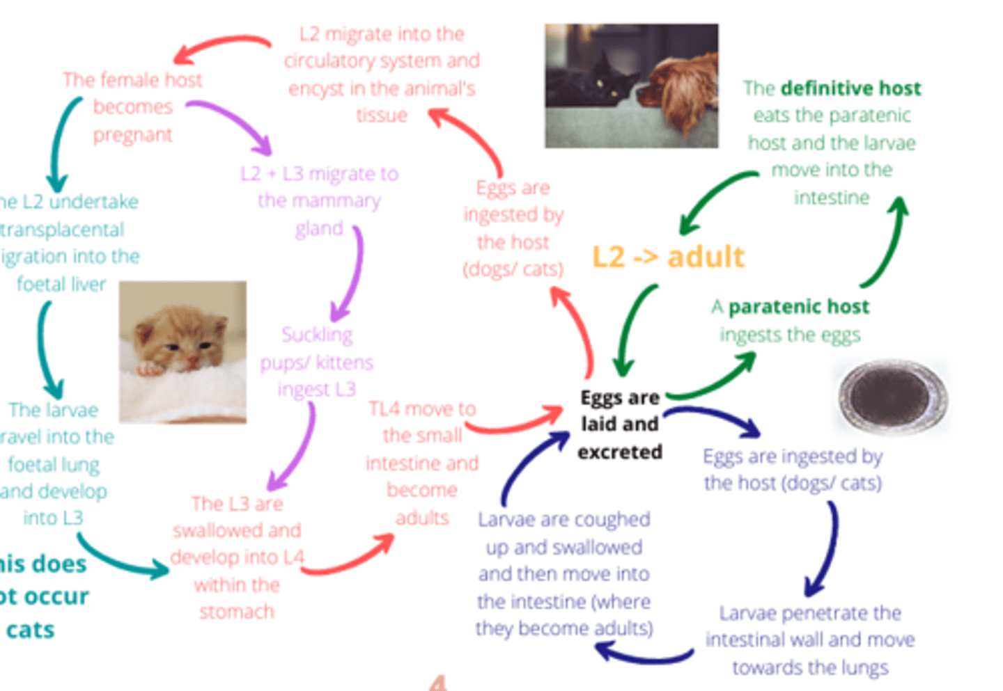<p>3 section s</p><p>- either normal ingestion of cats/ dogs (may be via parenteric host)</p><p>- If conditions are not favourabel/ in a femalmay cause encysts in teh animals tissue, whcih is reawaken when pregnants</p>